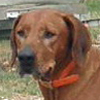 Rescue Dog